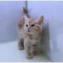 고양이입양소 이미지