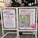 승진셀프세차장 | &lt;sk석유화학벚꽃동산&gt; 인천 벚꽃명소 sk석유화학 방문 후기(주차꿀팁 공유)