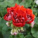 달의 꿈 이미지