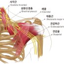 가제트병원 이미지