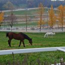 덕양목장2 이미지