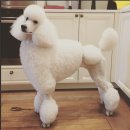 신세계미용 이미지