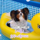 호두네 | 서울근교 애견운동장 추천!시흥 호두네놀이터 + 미니풀장 후기
