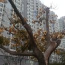 근화베아체 이미지