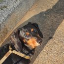 아이봄동물병원 이미지