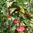 목베고니아(Begonia maculata) 이미지