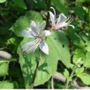 산야초-백선피 이미지