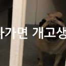 댕댕스토리 이미지