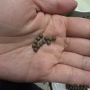 라니푸드 | 효소의 기능 제대로 느낀 임산부 효소, 라니네푸드 콩콩효소 후기