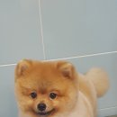 오즈펫살롱 이미지