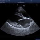 우심농장 | 15살 푸들 강아지 심장병 치료 3년 후기 / 반려견 심장병 관리 전문 동물병원 / 애완견 심장 치료 잘...