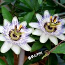 블루스카이 이미지