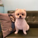 그루밍폼폼 네이버블로그