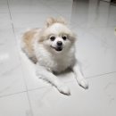 아이파크 동물병원 이미지