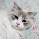 랙돌캐터리올리비아 네이버블로그