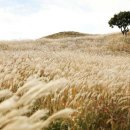 황매산국민여가캠핑장 이미지