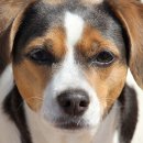 호박동물병원 이미지