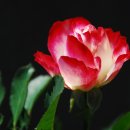 저 장미꽃 위에 이슬 - 색소폰.이명수 이미지