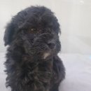 플레이독 남양주점 이미지