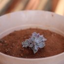 집안 분위기 살리는 화초기르기 | 토분 마켓 방문기, 희귀 식물과 할인 화분 구경하기