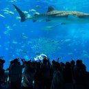 대해로 4 이미지