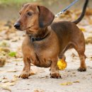 닥스훈트(DACHS HUND) 이미지