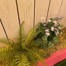 카페달디 이미지