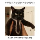 야