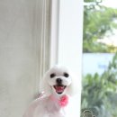 봄봄그루밍샵 이미지