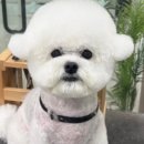 무거동 강아지 미용실 이미지