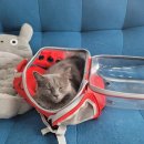 냥이 이발소 이미지