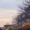 데일리오아시스