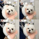 오아시스 정형외과 신경외과 동물병원 | 미니 비숑 AAI 치료 여정 오아시스 동물 병원