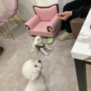 카페인스 이미지