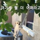 타이반