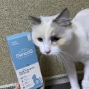 조이그루밍 | 고양이양치껌 처음 먹어본 날, 조이의 뉴트리오 덴코큐 솔직 후기