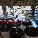 긴뿌리농장 이미지