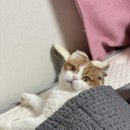(주)메리코스코리아