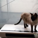 스타펫미팅 이미지