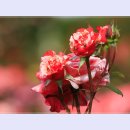곡성-093 이미지