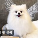 셀린 펫 살롱 | (성남, 애견미용, 추천!) 셀린 펫 살롱 셀린 펫 살롱, 반려견 맞춤 미용