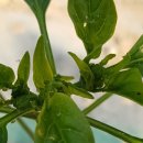 병이농장 이미지