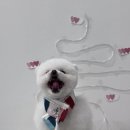 지애롭개 이미지