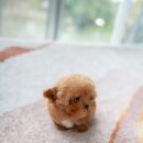 퍼피젤리 이미지