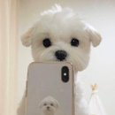 도안슈퍼볼 이미지