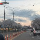 호커스포커스로스터스 | 송탄 벚꽃 카페 데이트 🌸 국제대 근처 감성카페 “호커스포커스 로스터스” 솔직후기 (주차 편함👍)