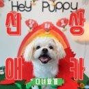 헤이퍼피 이미지