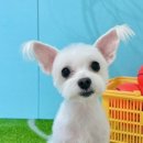 털찐친구들 이미지