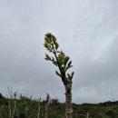 금당목장 이미지