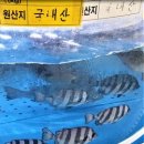 돈이랑홍어랑